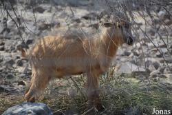 Al Hefaiyah Mountain Conservation Centre