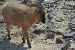 Al Hefaiyah Mountain Conservation Centre