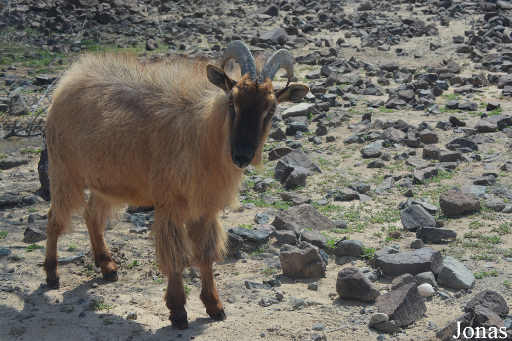 Al Hefaiyah Mountain Conservation Centre