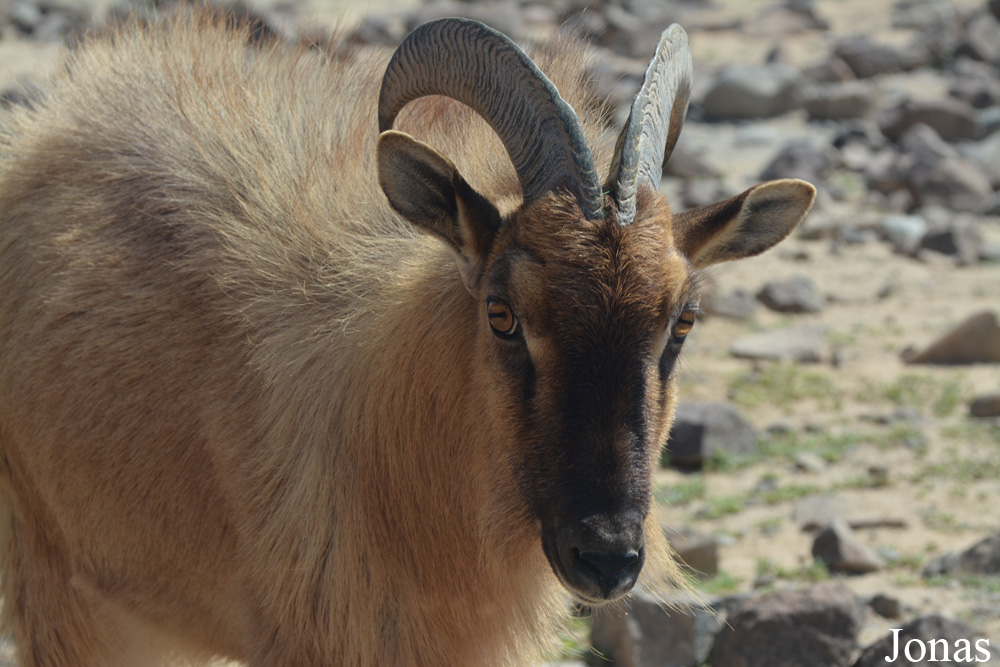 Al Hefaiyah Mountain Conservation Centre