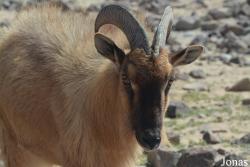 Al Hefaiyah Mountain Conservation Centre