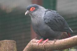 Vogelpark Walsrode