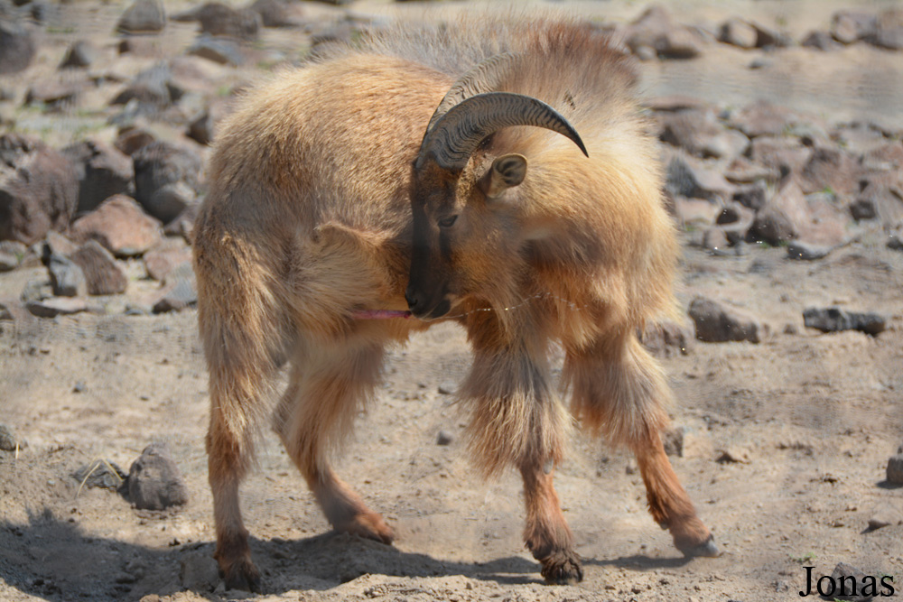 Al Hefaiyah Mountain Conservation Centre