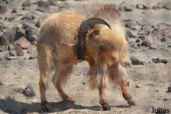 Al Hefaiyah Mountain Conservation Centre
