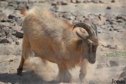 Al Hefaiyah Mountain Conservation Centre