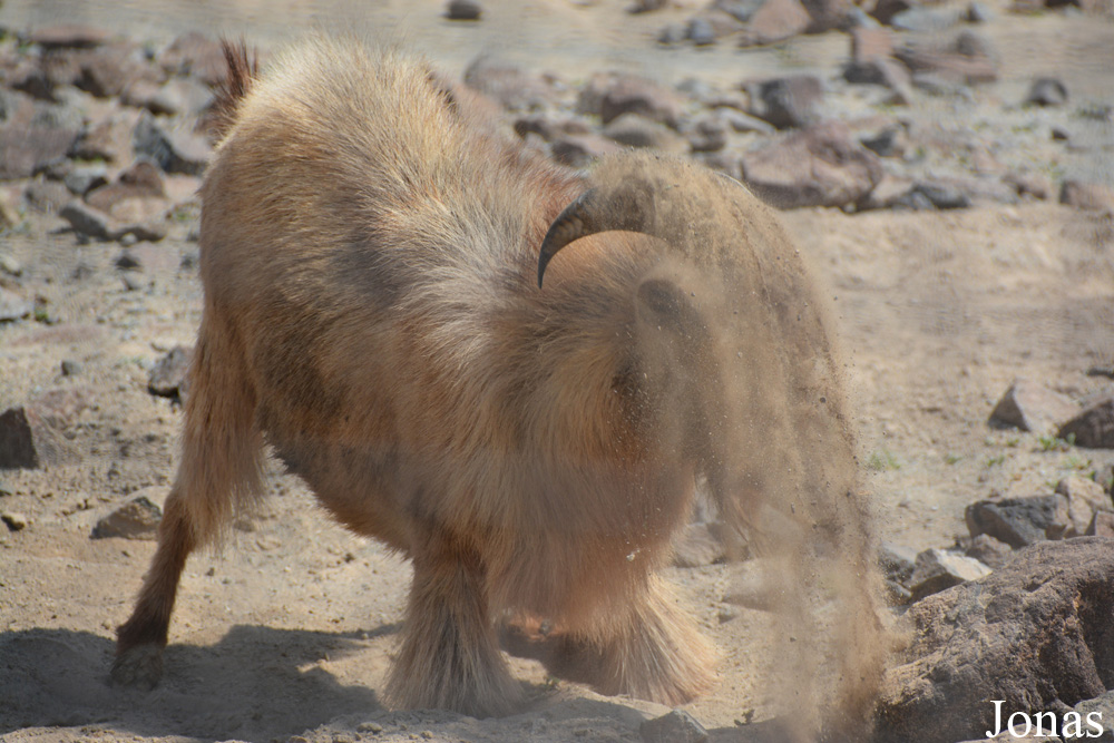 Al Hefaiyah Mountain Conservation Centre
