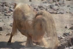 Al Hefaiyah Mountain Conservation Centre