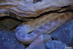 Al Hefaiyah Mountain Conservation Centre