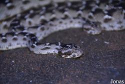 Al Hefaiyah Mountain Conservation Centre