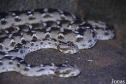 Al Hefaiyah Mountain Conservation Centre