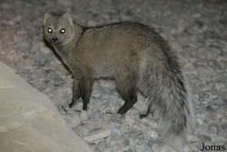 Al Hefaiyah Mountain Conservation Centre