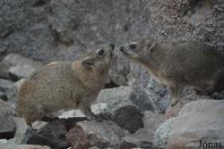 Al Hefaiyah Mountain Conservation Centre