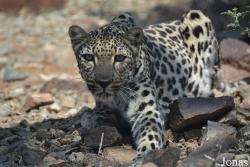 Al Hefaiyah Mountain Conservation Centre