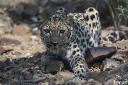 Al Hefaiyah Mountain Conservation Centre
