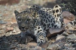 Al Hefaiyah Mountain Conservation Centre