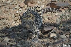 Al Hefaiyah Mountain Conservation Centre