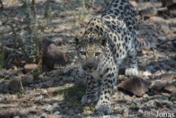 Al Hefaiyah Mountain Conservation Centre