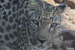 Al Hefaiyah Mountain Conservation Centre