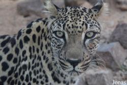 Al Hefaiyah Mountain Conservation Centre