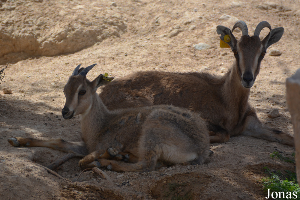 Al Ain Zoo