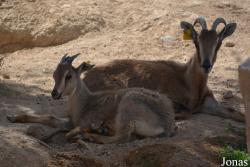 Al Ain Zoo