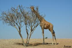 Al Ain Zoo