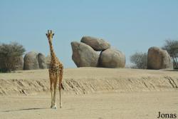 Al Ain Zoo