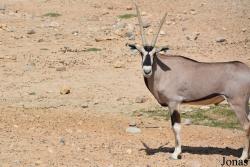 Al Ain Zoo