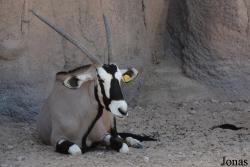 Al Ain Zoo