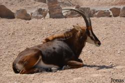 Al Ain Zoo