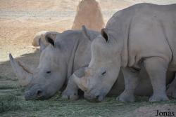 Al Ain Zoo
