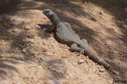 Al Ain Zoo