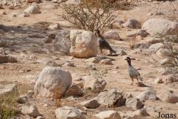 Al Ain