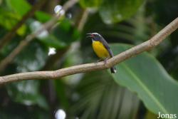 Coereba flaveola martinicana