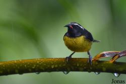 Coereba flaveola
