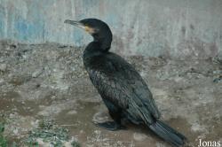 Phalacrocoracidae