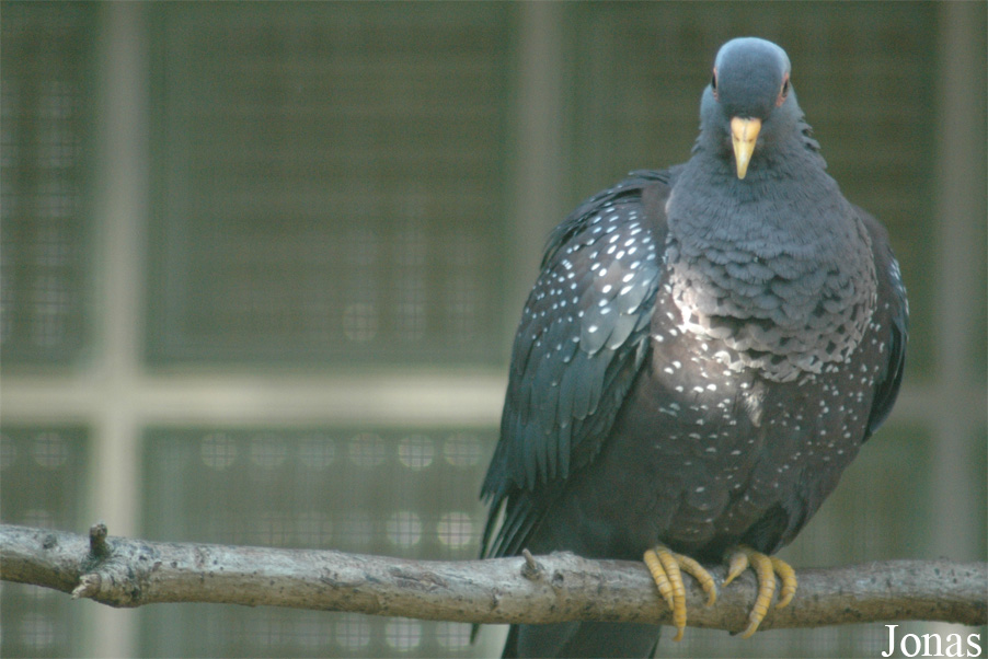 Vogelpark Walsrode
