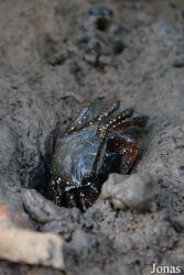 Grapsidae
