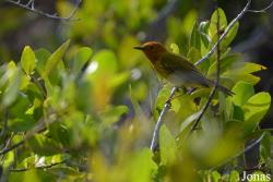 Setophaga petechia