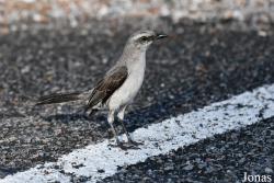 Mimus gilvus