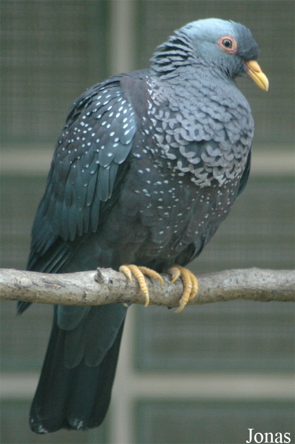 Vogelpark Walsrode