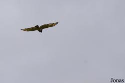 Buteo platypterus rivierei