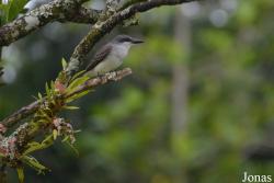 Tyrannus dominicensis
