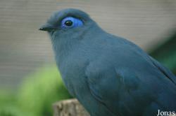 Coua caerulea