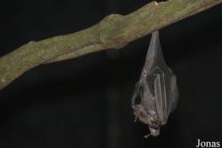 Stenodermatinae
