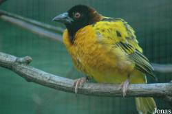 Vogelpark Walsrode