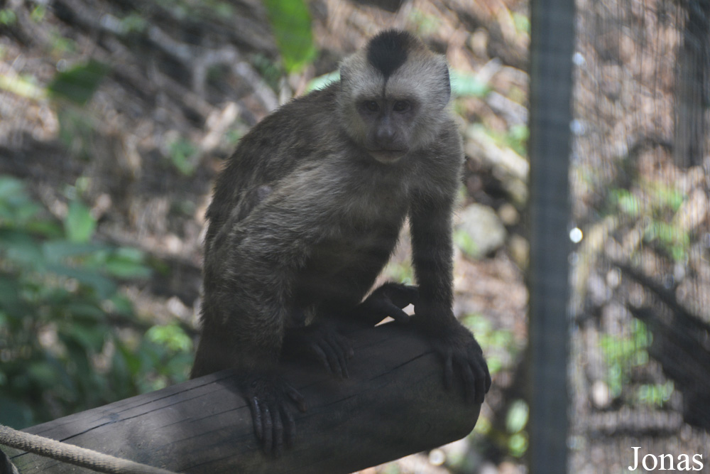 Zoo de Martinique