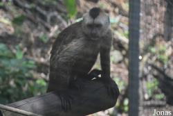 Zoo de Martinique