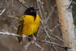 Ploceus cucullatus