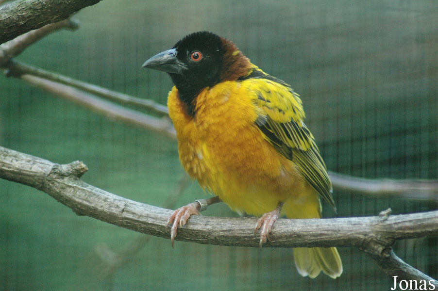 Vogelpark Walsrode
